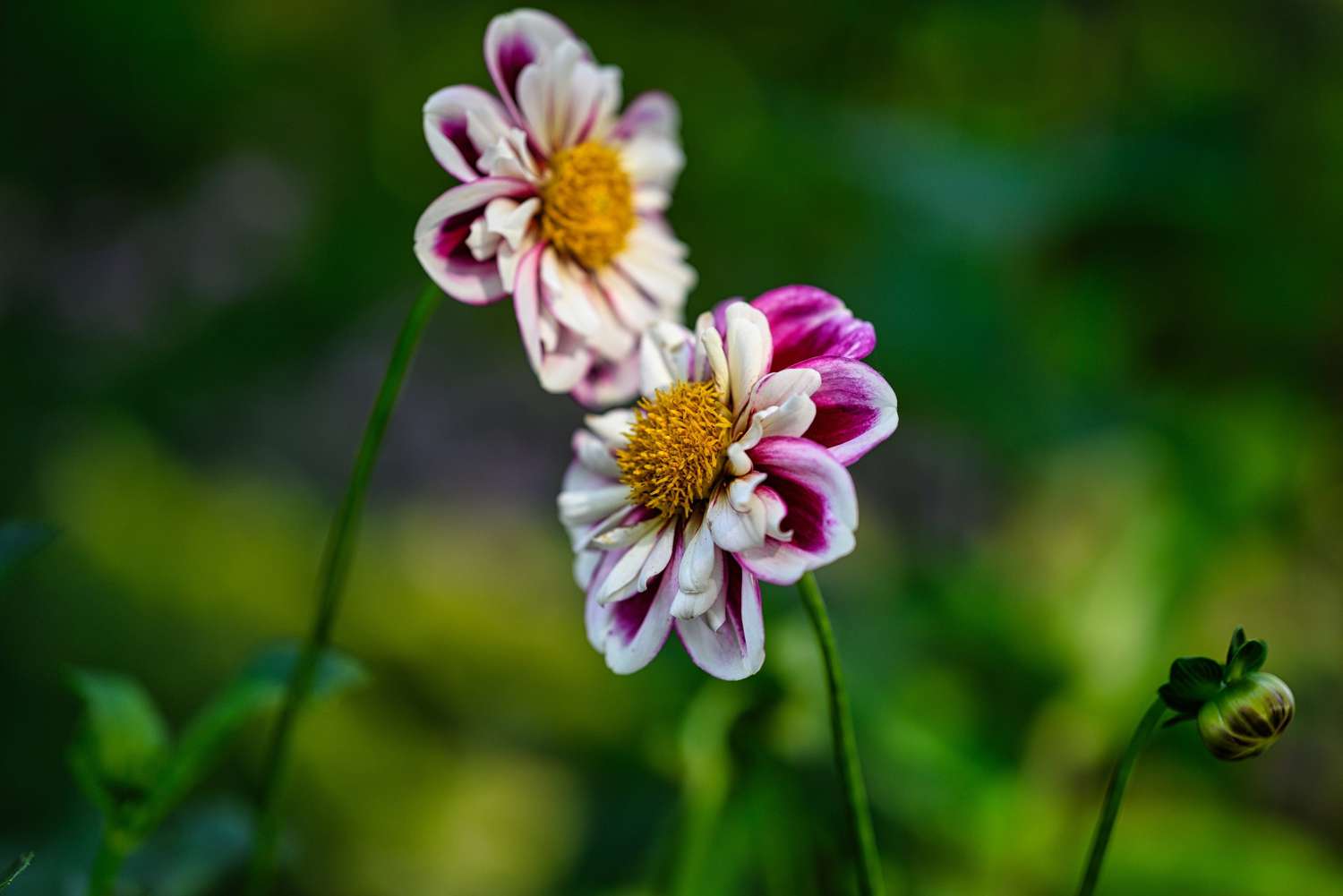 Dahlia 'Bumble Rumble'